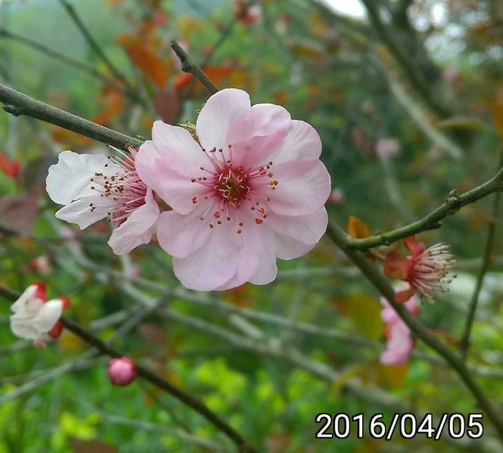 李子 or 梅子樹的花？