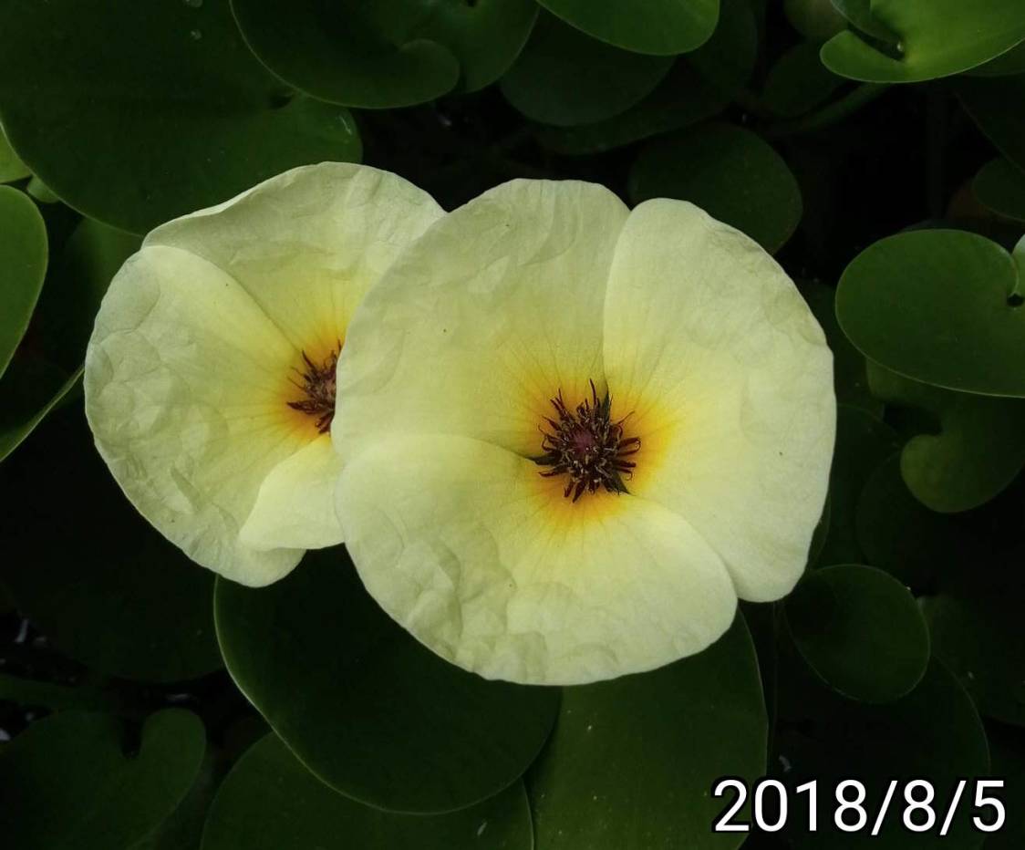 水金英的花、flowers of Hydrocleys nymphoides, waterpoppy, water-poppy