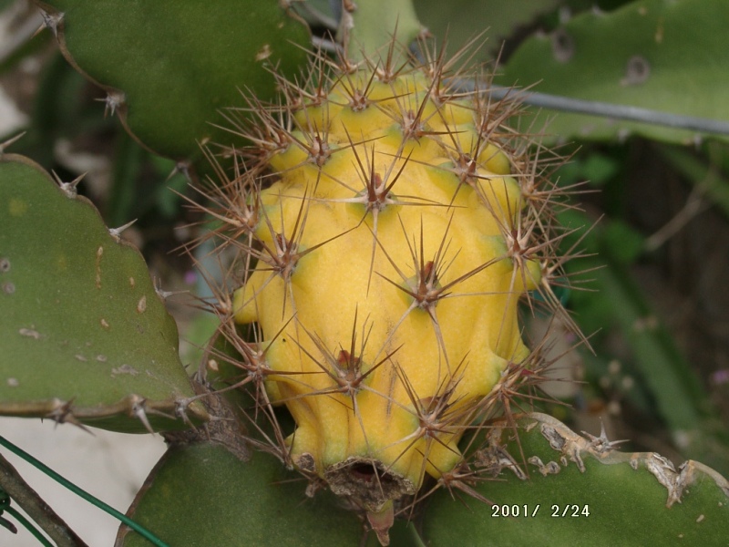 Selenicereus-Megalanthus fruit 黃龍果的果實