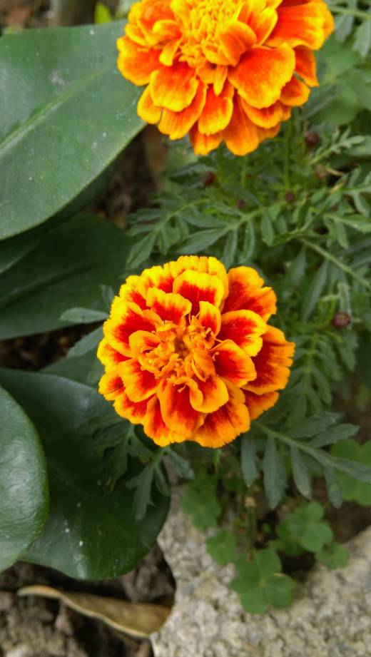 萬壽菊 French marigold (Tagetes patula)