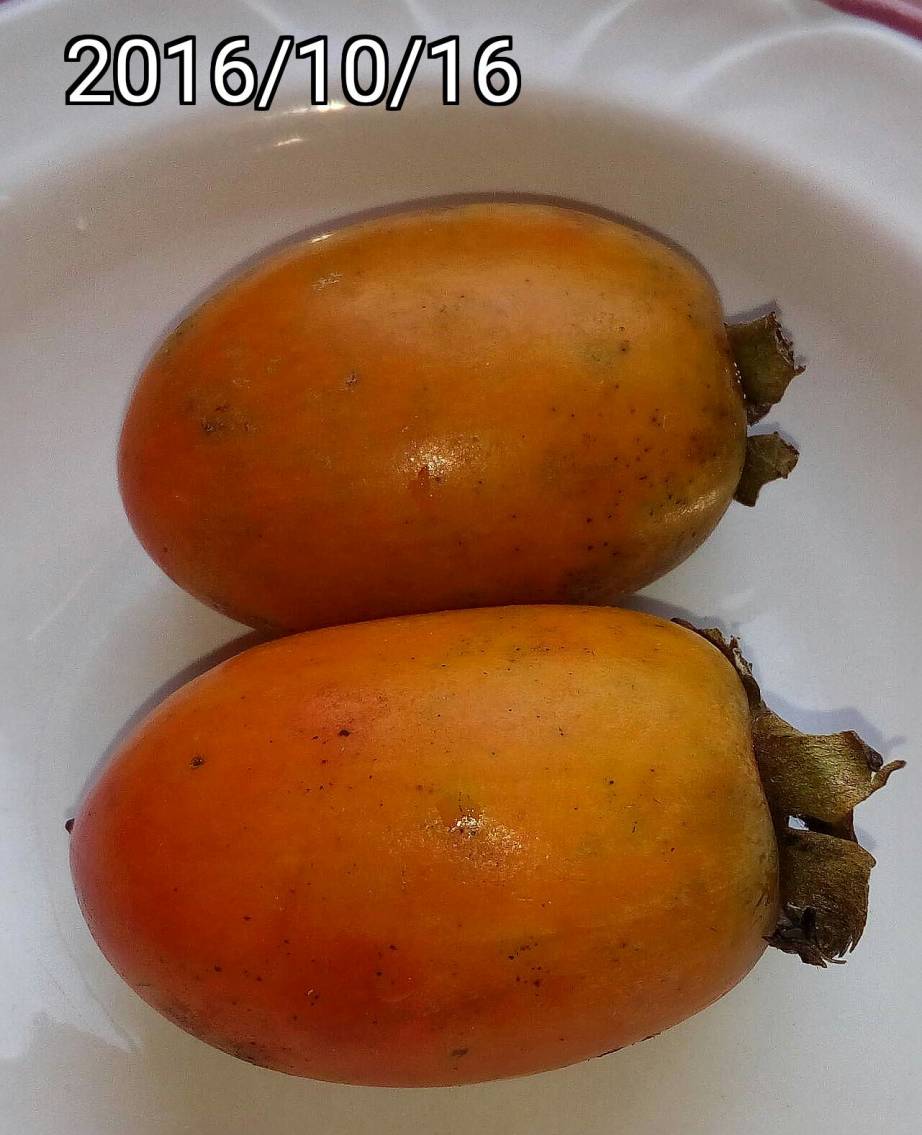 筆柿、竹柿、長條柿的果實, fruits of long persimmon Diospyros kaki