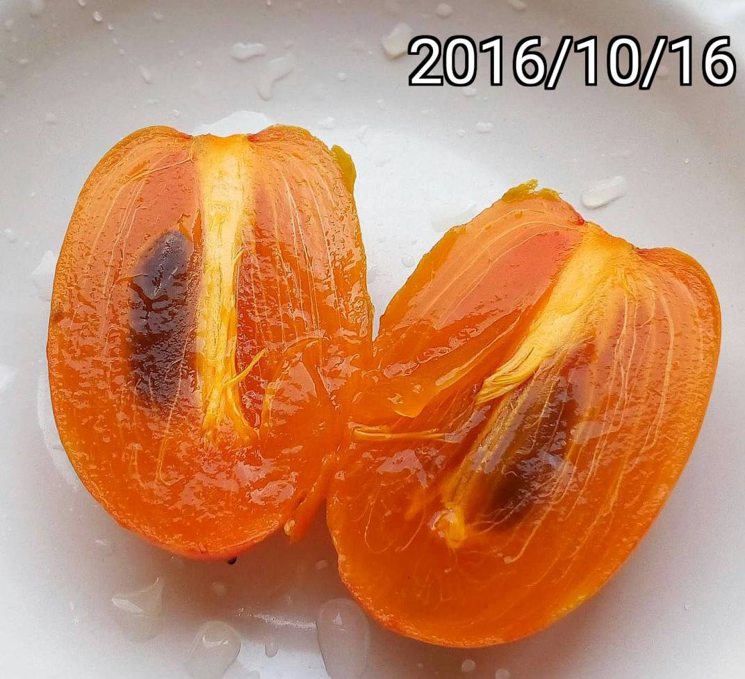 筆柿、竹柿、長條柿的果實縱切面, fruits of long persimmon Diospyros kaki