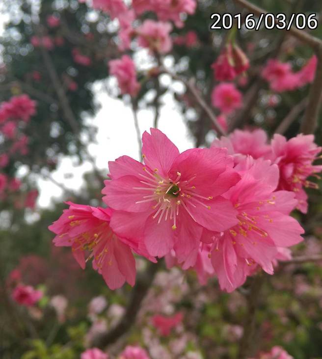 ￼新竹玻璃工藝博物館、新竹麗池公園的各種櫻花