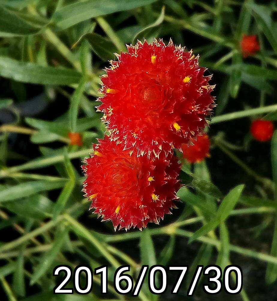 美洲千日紅、Gomphrena haageana, Strawberry Fields globe amaranth