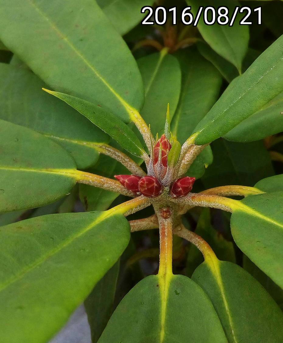 玉山杜鵑、森氏杜鵑的嫩芽苞    shoot buds of Rhododendron pseudochrysanthum
