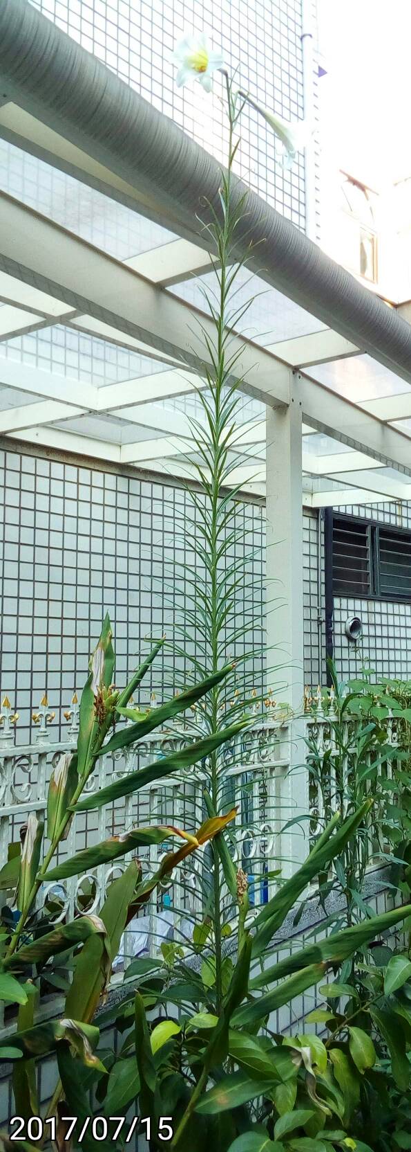 3m高的台灣野百合(Lilium formosanum) 3m tall lily