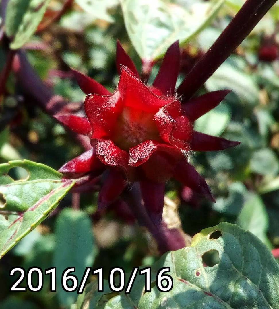 ￼￼￼洛神花、玫瑰茄, Hibiscus sabdariffa, Roselle