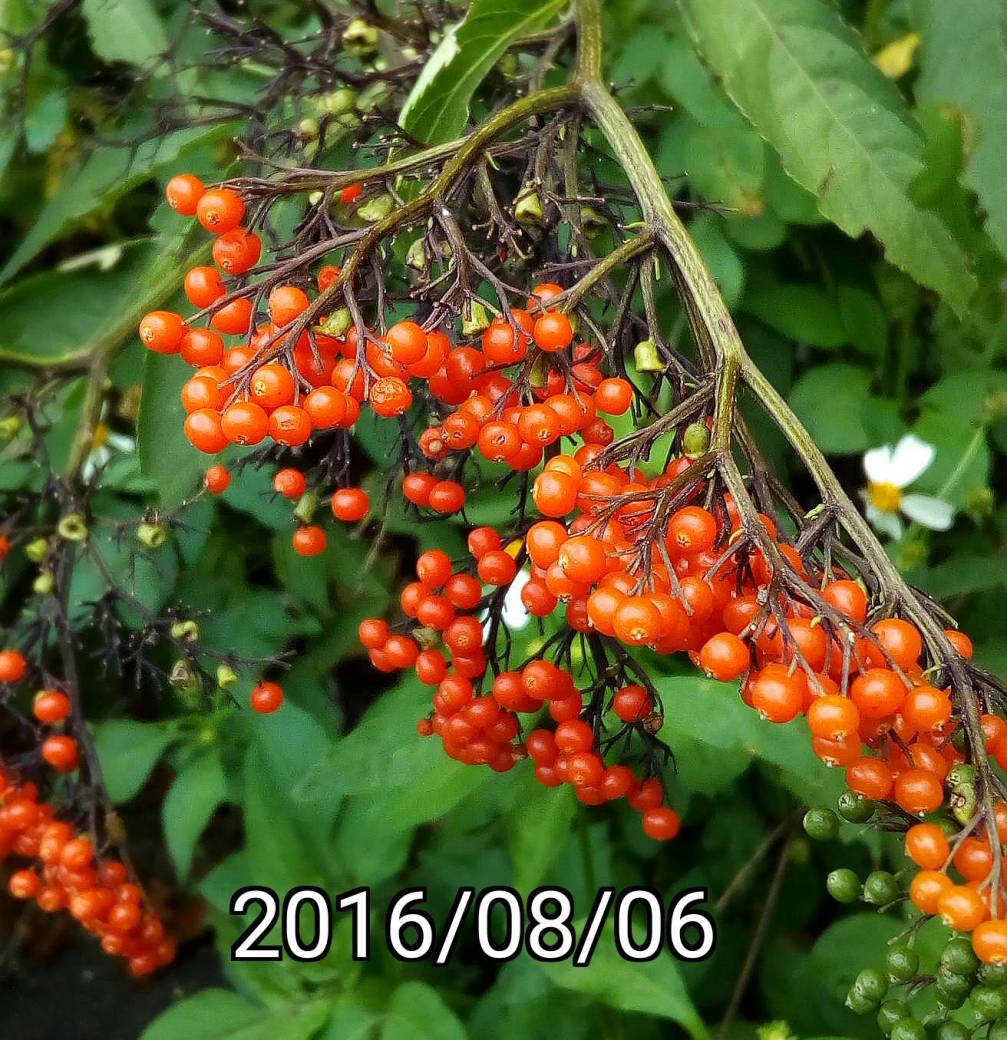 冇骨消的果實, fruits of Sambucus formosana, Sambucus javanica, Chinese elderberry 