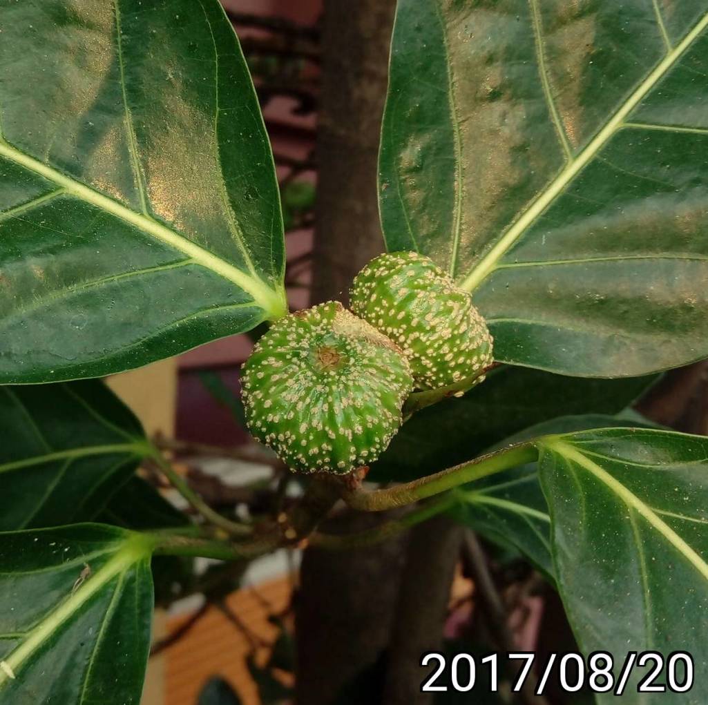 稜果榕, Ficus septica