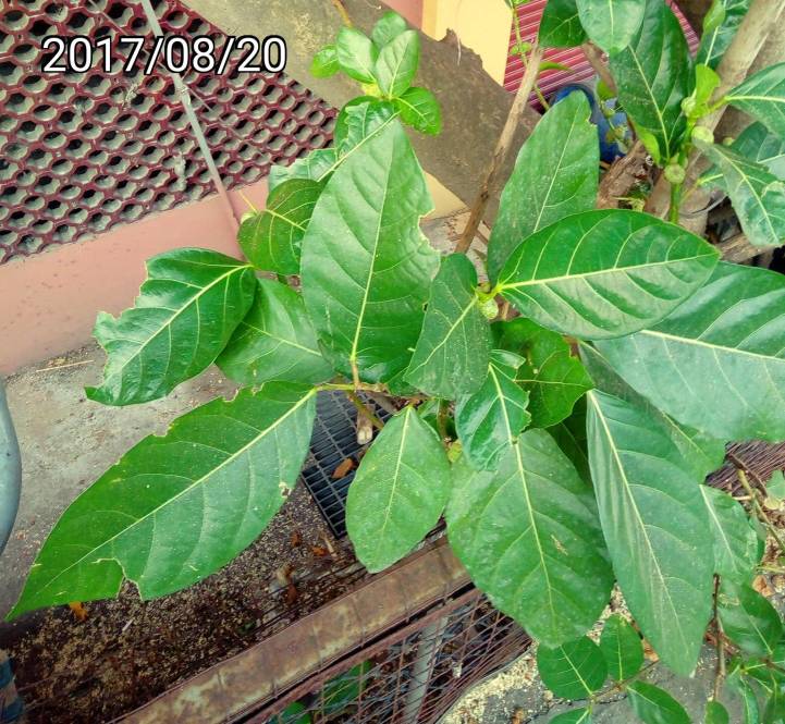 稜果榕, Ficus septic