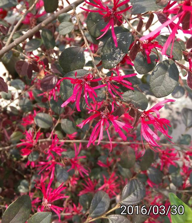 紅彩木、红花檵木, Loropetalum chinense, Chinese fringe flower