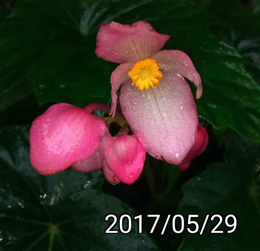 水鴨腳秋海棠、Begonia formosana