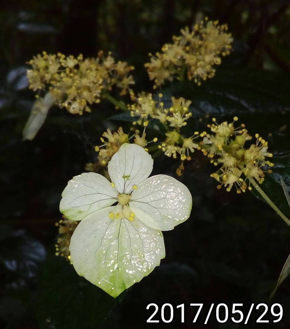 狹瓣八仙花、Hydrangea angustipetala