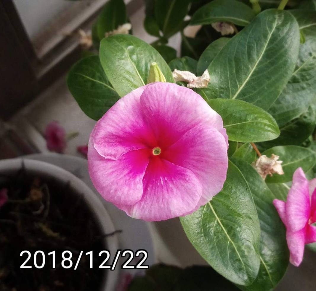 日日春, Catharanthus roseus, Madagascar periwinkle, rose periwinkle, rosy periwinkle