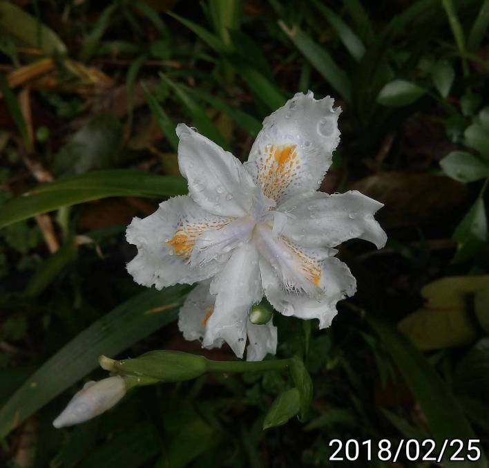 台灣鳶尾花(Iris formosana)