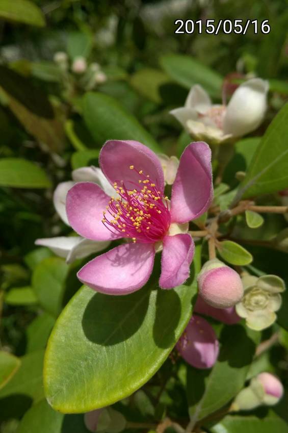 桃金孃、Rhodomyrtus tomentosa, Rose Myrtle