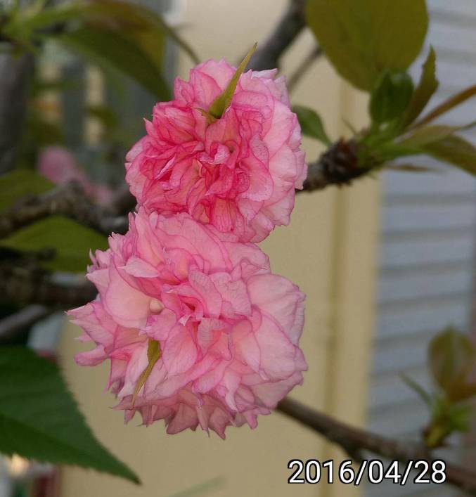 花的中心長葉子的櫻花 oriental cherry with leaves at the center of the flower