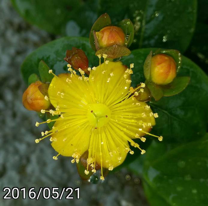 美果金絲桃, Hypericum androsaemum, sweet-amber, tutsan, St. John's wort
