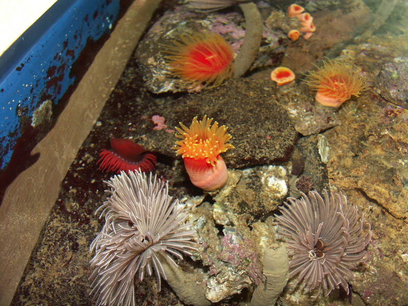 佐世保水族館的海葵