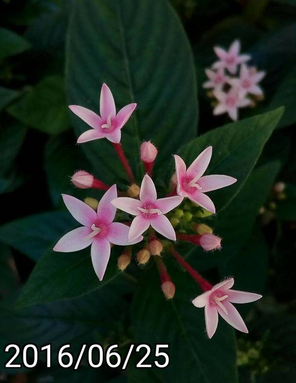 粉紅白色 繁星花、pink white Pentas lanceolata, Egyptian Starcluster
