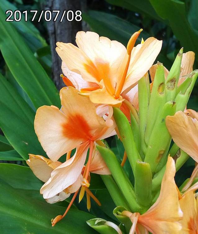 ￼橘色野薑花、Hedychium coronarium, orange garland-lily, white ginger lily