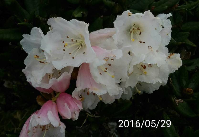 合歡山的玉山杜鵑 Rhododendron pseudochrysanthum of Hehuan Mountain