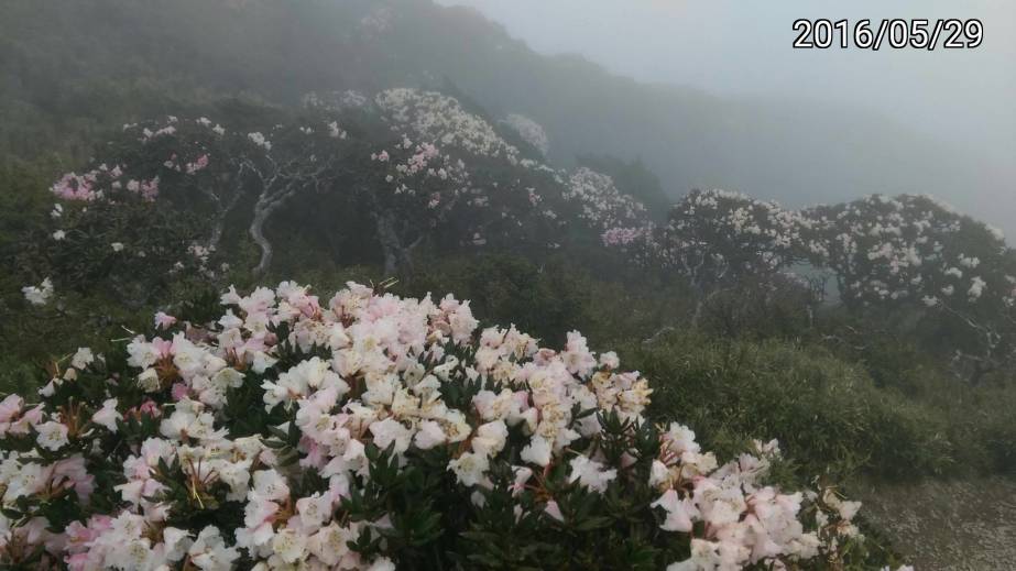 霧中的合歡山的玉山杜鵑 misty Rhododendron pseudochrysanthum of Hehuan Mountain