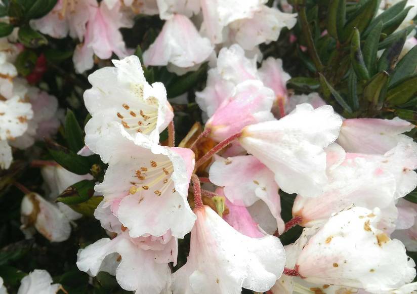 合歡山的玉山杜鵑的花 flowers of Rhododendron pseudochrysanthum of Hehuan Mountain