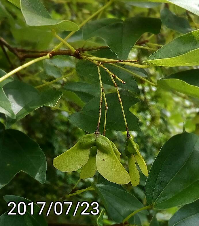 台灣三角槭、Acer buergerianum var. formosanum, Taiwan Trident Maple