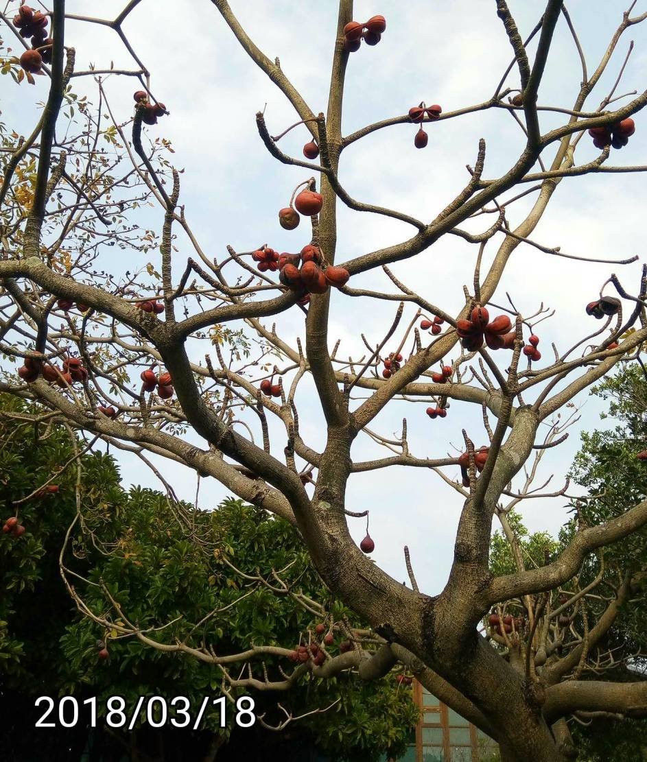 掌葉蘋婆的果實, fruits of Sterculia foetida, bastard poon tree, java olive tree, hazel sterculia