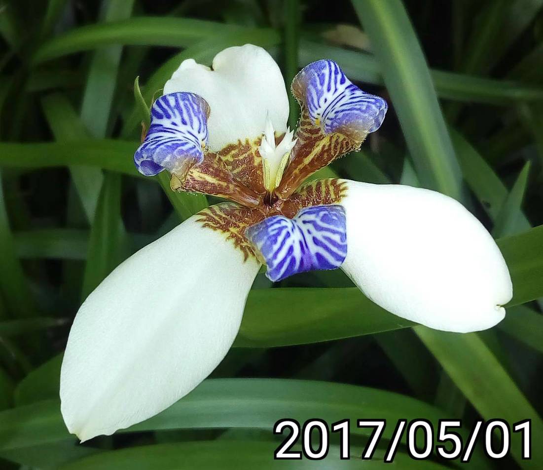 巴西鳶尾花、馬蝶花 Neomarica northiana, North's false flag￼￼, walking iris