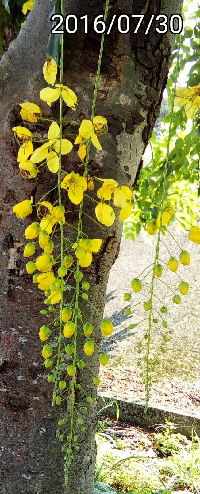 阿勃勒的花苞、buds of Cassia fistula, golden shower tree