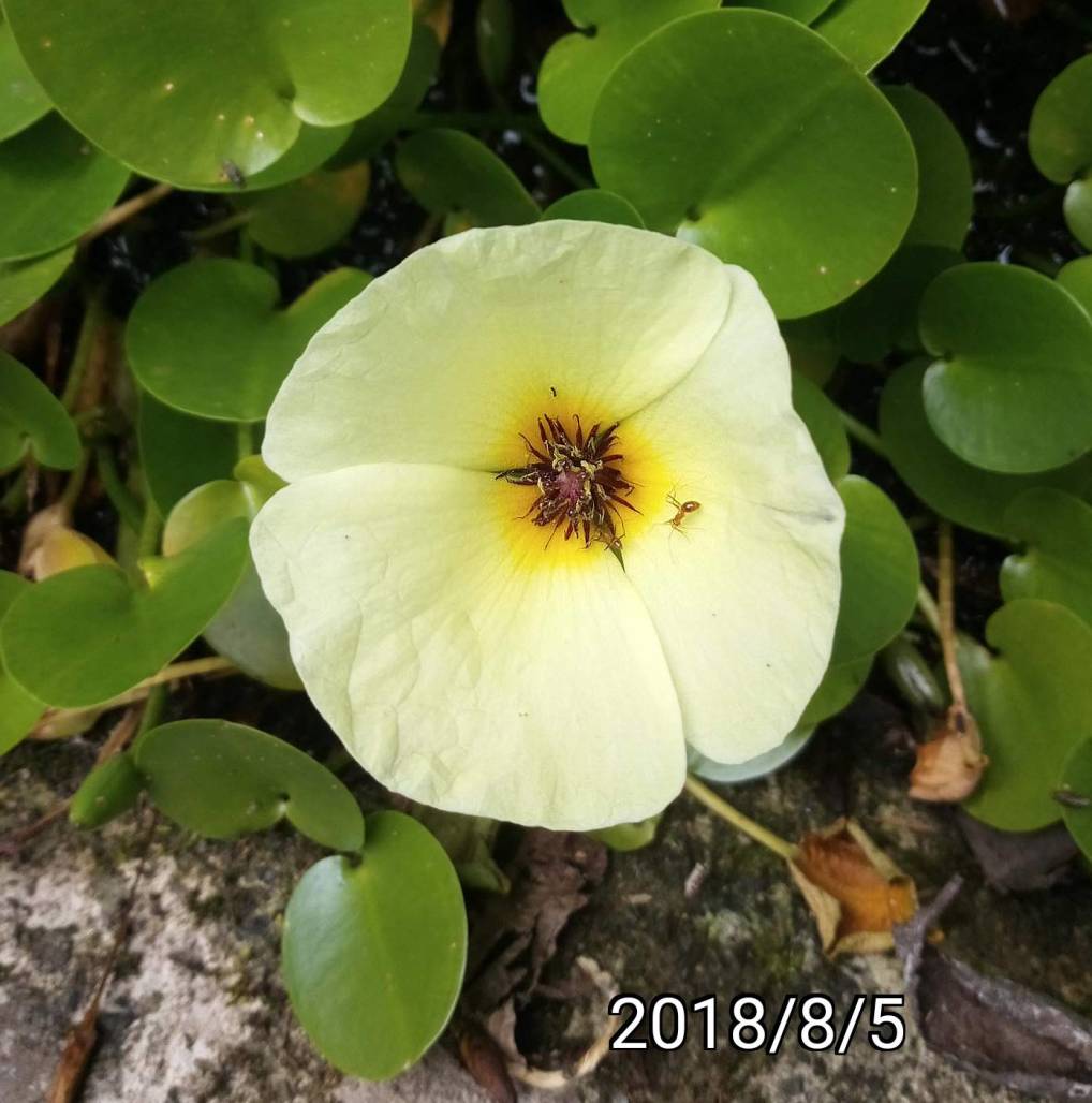 水金英的花、flower of Hydrocleys nymphoides, waterpoppy, water-poppy