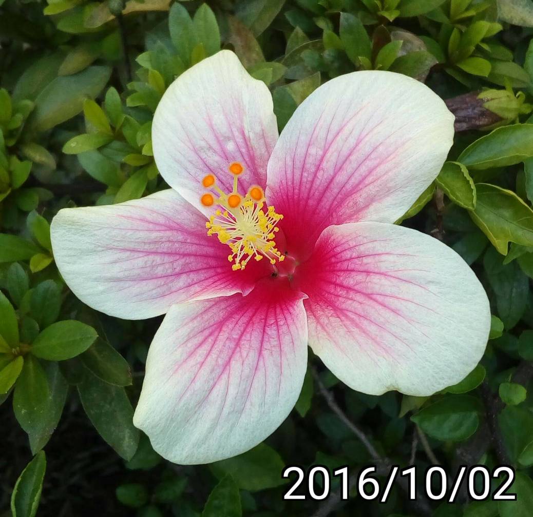 紫紅白色的朱槿、扶桑, white magenta Hibiscus rosa-sinensis, Chinese hibiscus