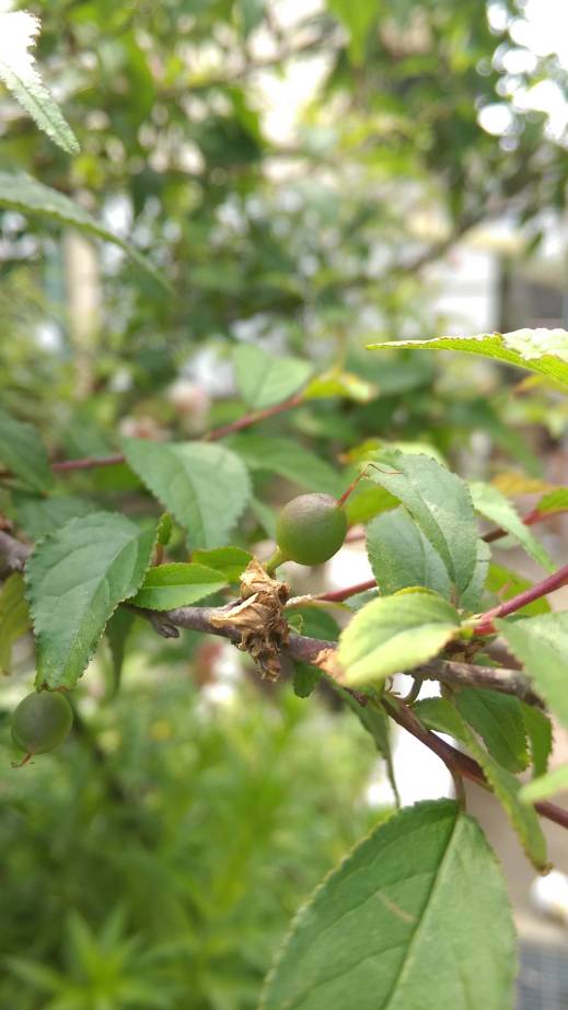 複瓣粉紅色 郁李果實、fruit of Japanese bush cherry, or Oriental bush cherry、Prunus japonica, Cerasus japonica