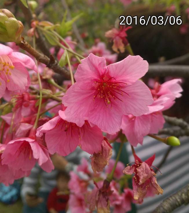 新竹玻璃工藝博物館、新竹麗池公園的各種櫻花