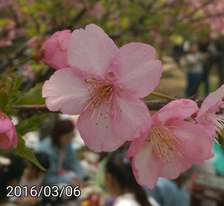 新竹玻璃工藝博物館、新竹麗池公園的各種櫻花 河津櫻