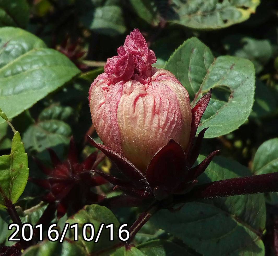 ￼洛神花、玫瑰茄, Hibiscus sabdariffa, Roselle