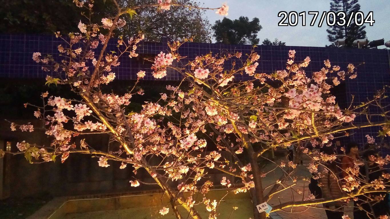 新竹公園的夜間櫻花、櫻花夜景