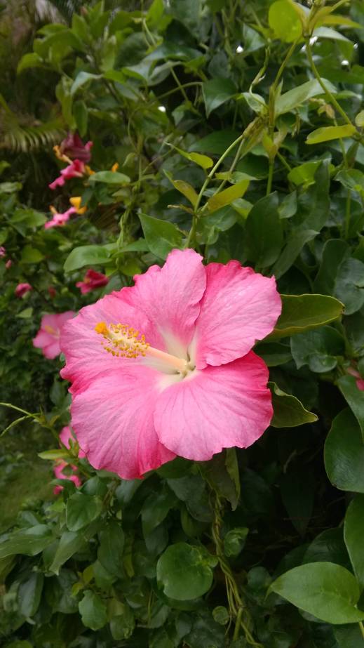 粉紅色的朱槿、扶桑, pink Hibiscus rosa-sinensis, Chinese hibiscus