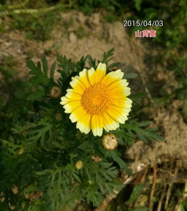 山茼蒿(裂葉茼蒿)的花, Glebionis coronaria, garland chrysanthemum