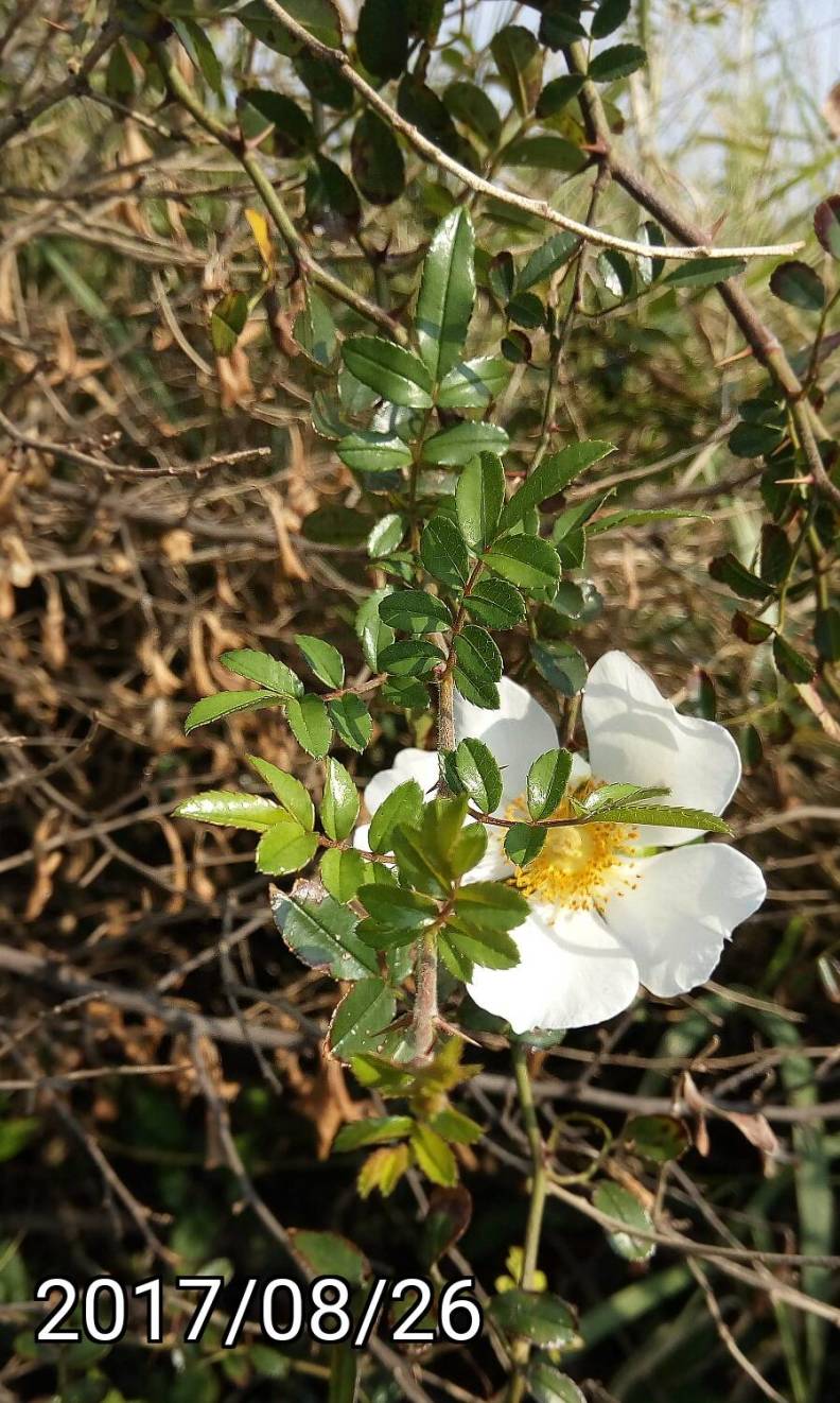 小金櫻、Rosa taiwanensis、白色單瓣薔薇
