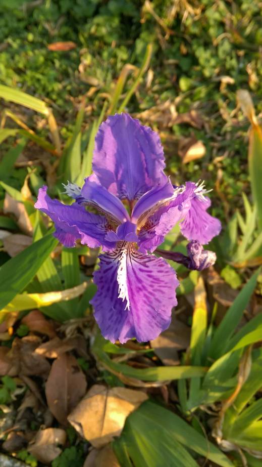 紫色鳶尾花， purple iris