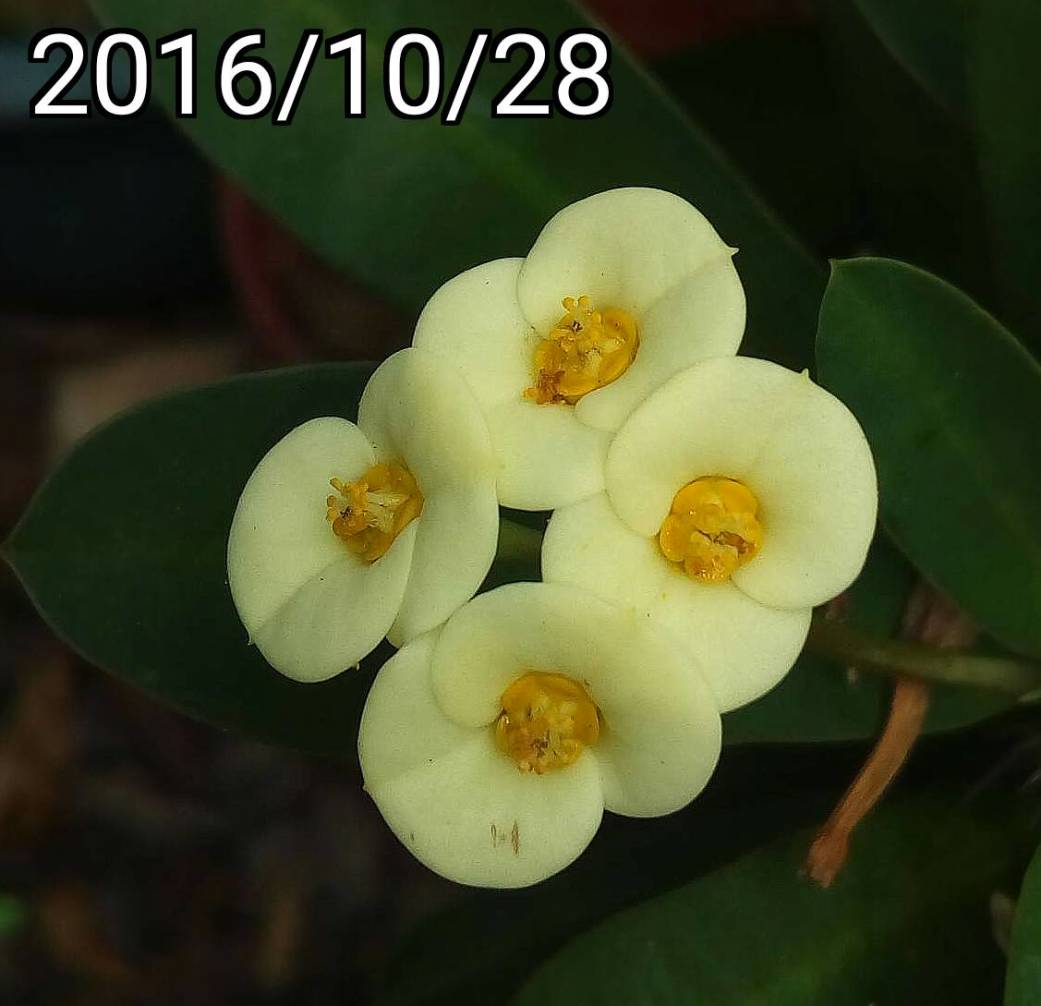 無刺麒麟花 Euphorbia Geroldii Thornless Crown Of Thorns