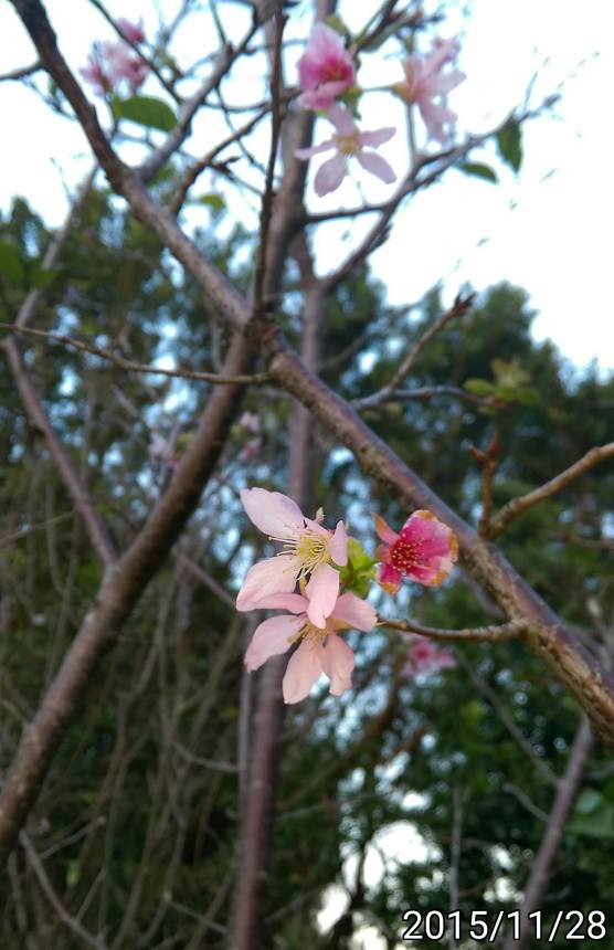 秋天開花的櫻花 eastern cherry blooming in autumn
