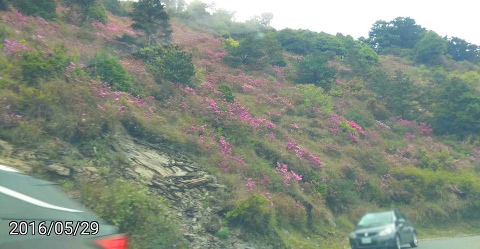 從鳶峰到合歡山的路上的紅毛杜鵑、Rhododendron rubropilosum
