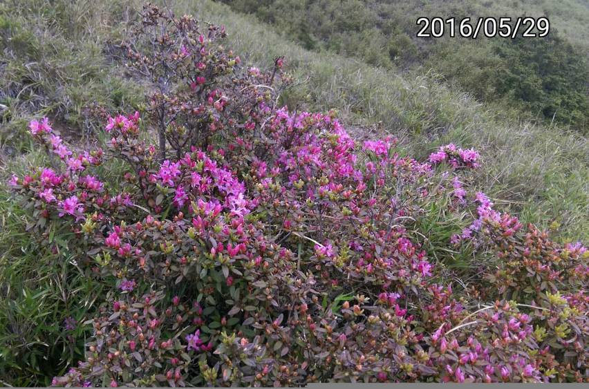 ￼合歡東峰的紅毛杜鵑、Rhododendron rubropilosum