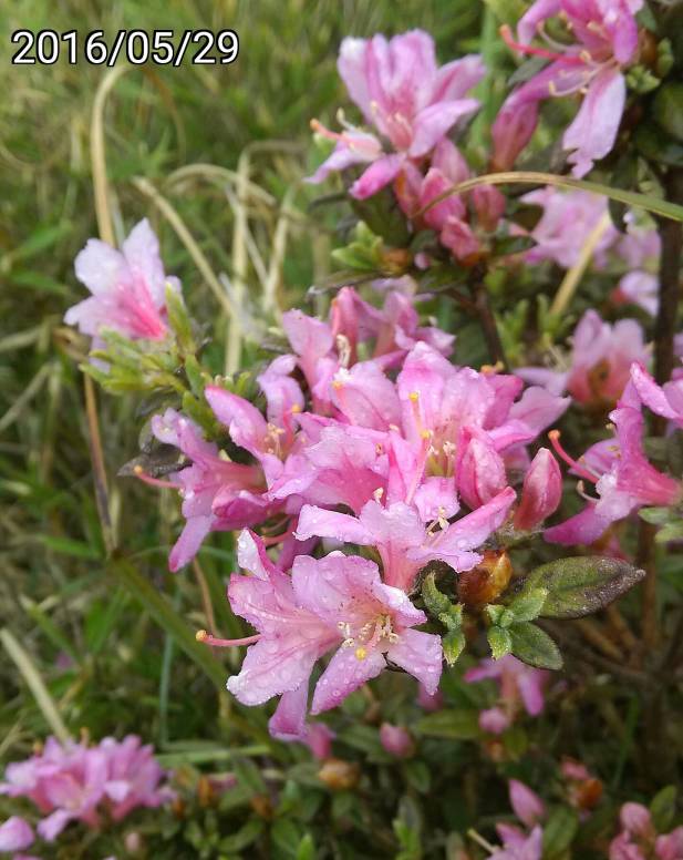 合歡東峰的紅毛杜鵑、Rhododendron rubropilosum