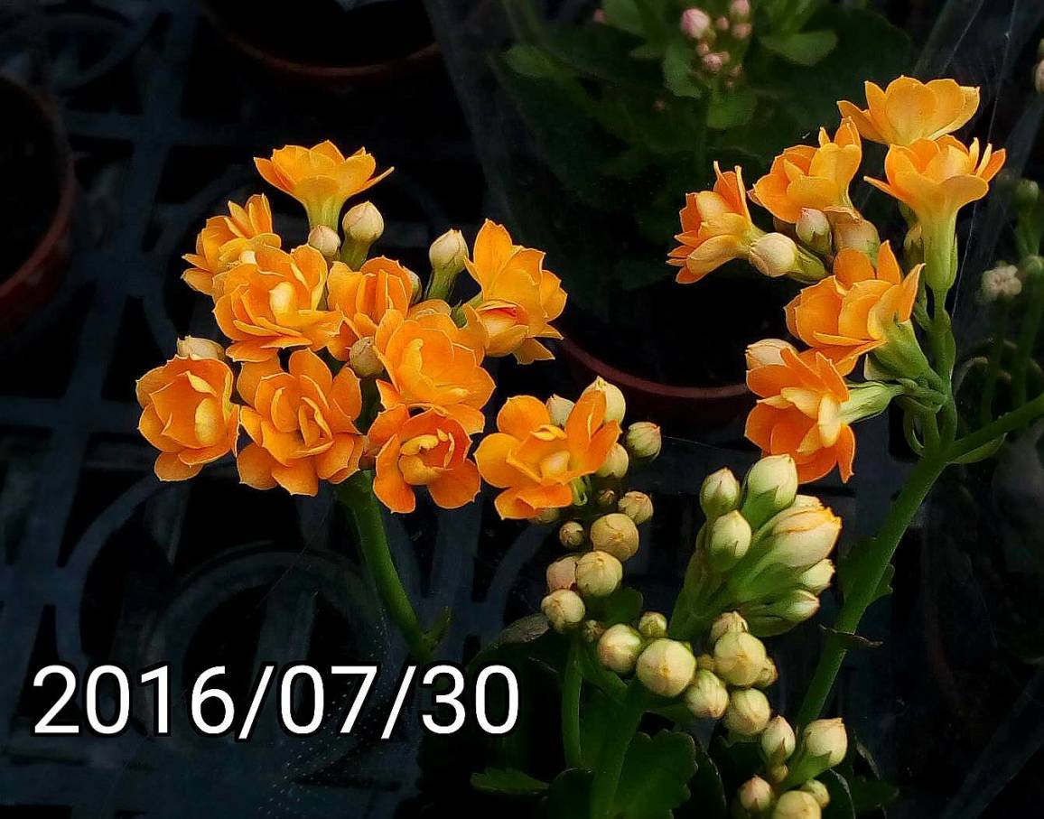 橘色福壽花、長壽花, orange Kalanchoe blossfeldiana， flaming Katy, Christmas kalanchoe, florist kalanchoe, Madagascar widow