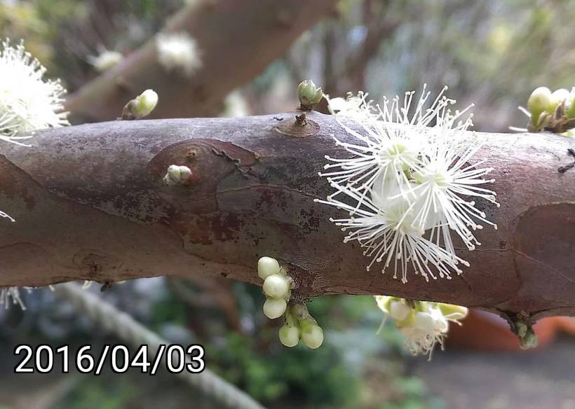 樹葡萄、嘉寶果的花苞、buds and Flowers of Jabuticaba, Plinia cauliflora